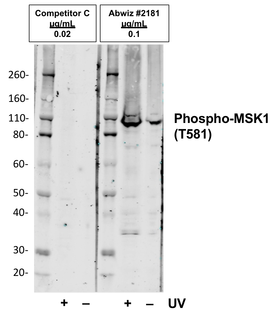Cell Culture Products