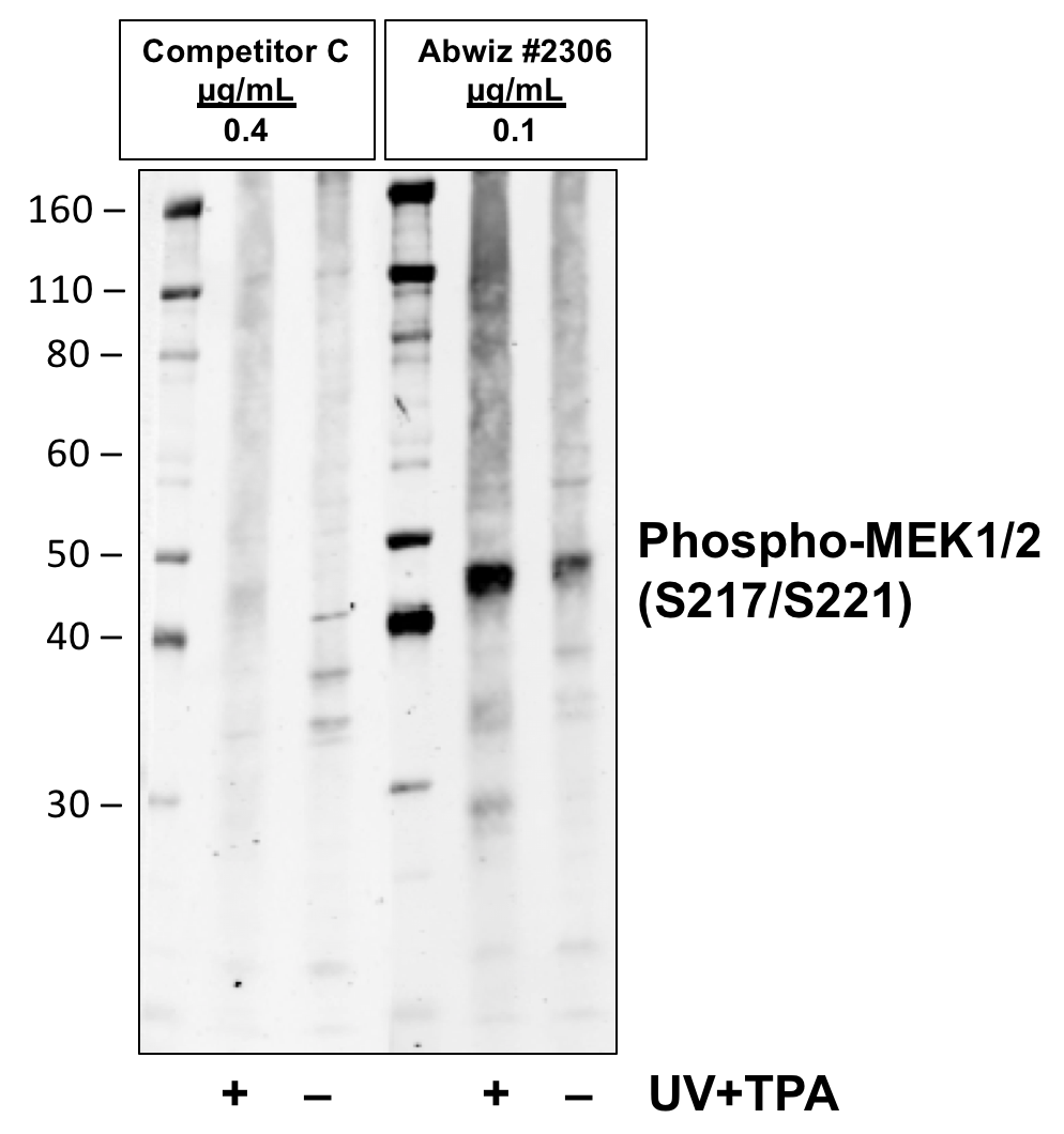 Cell Culture Products