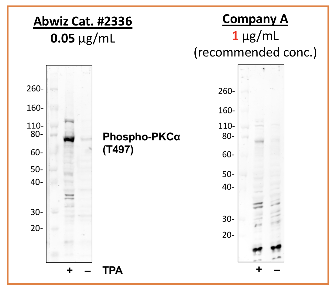 Cell Culture Products