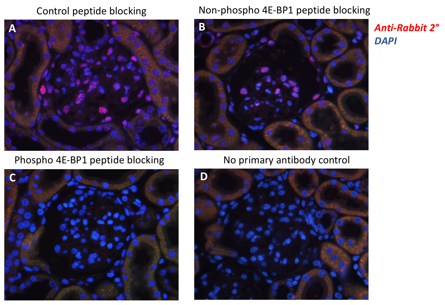 Cell Culture Products
