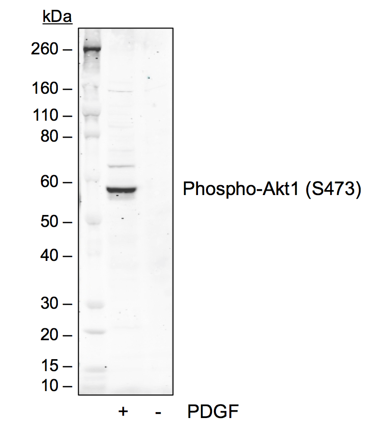 Cell Culture Products
