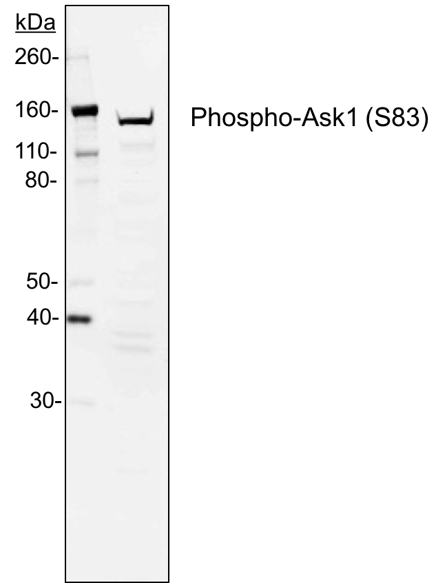 Cell Culture Products