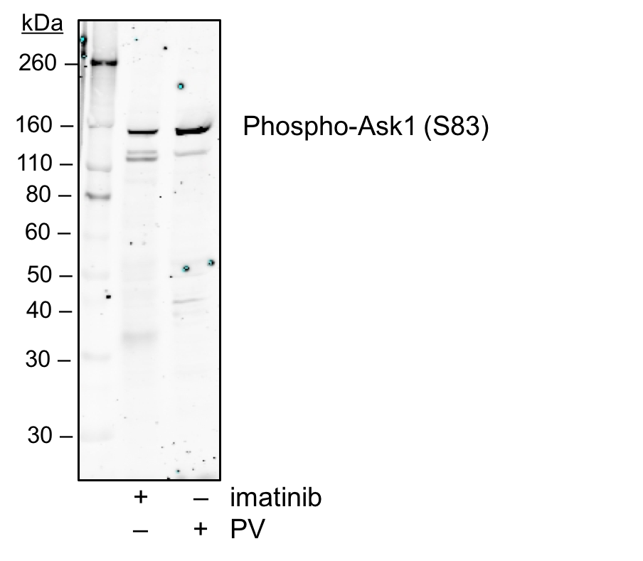Cell Culture Products