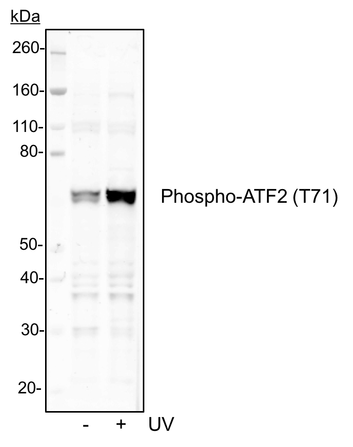 Cell Culture Products