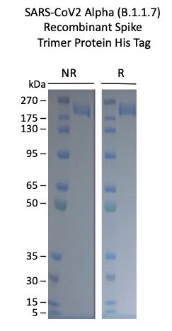Cell Culture Products