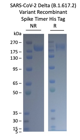 Cell Culture Products