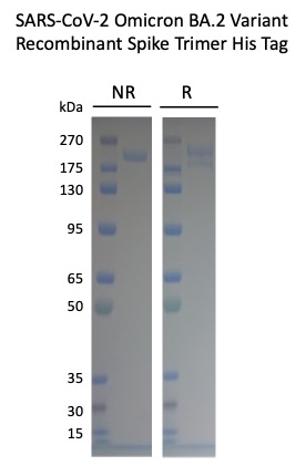 Cell Culture Products