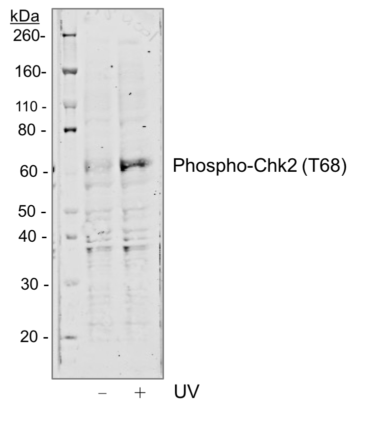 Cell Culture Products
