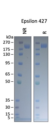Cell Culture Products