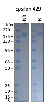 Cell Culture Products