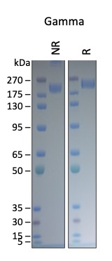 Cell Culture Products