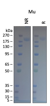 Cell Culture Products