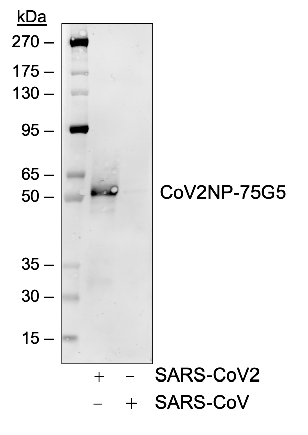 Cell Culture Products