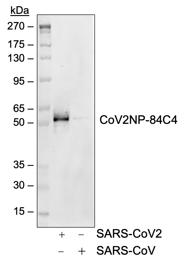 Cell Culture Products