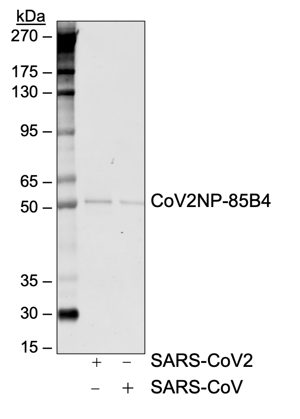 Cell Culture Products
