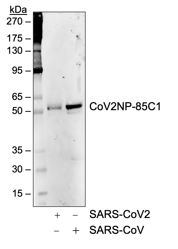 Cell Culture Products
