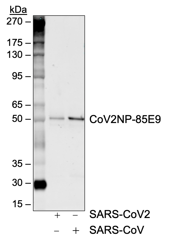 Cell Culture Products