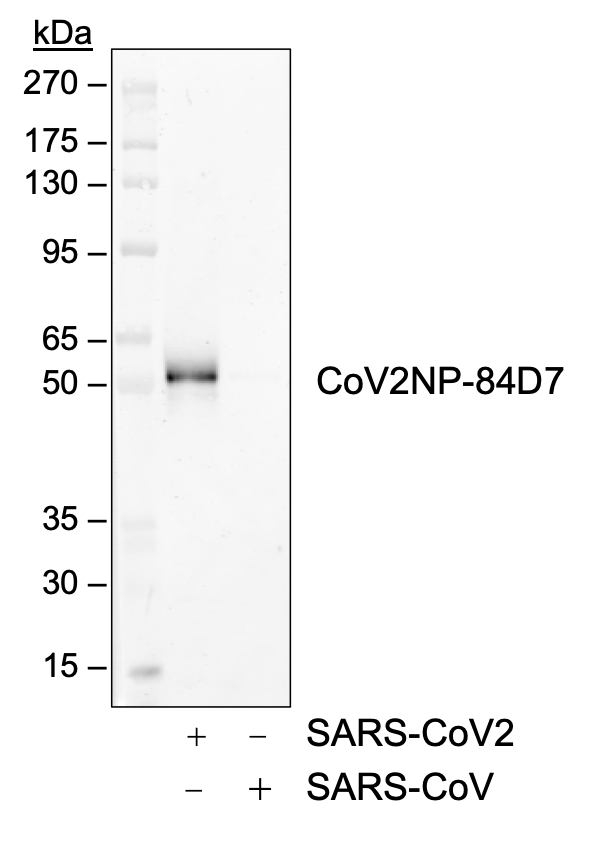 Cell Culture Products