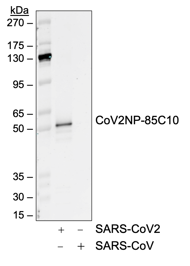 Cell Culture Products