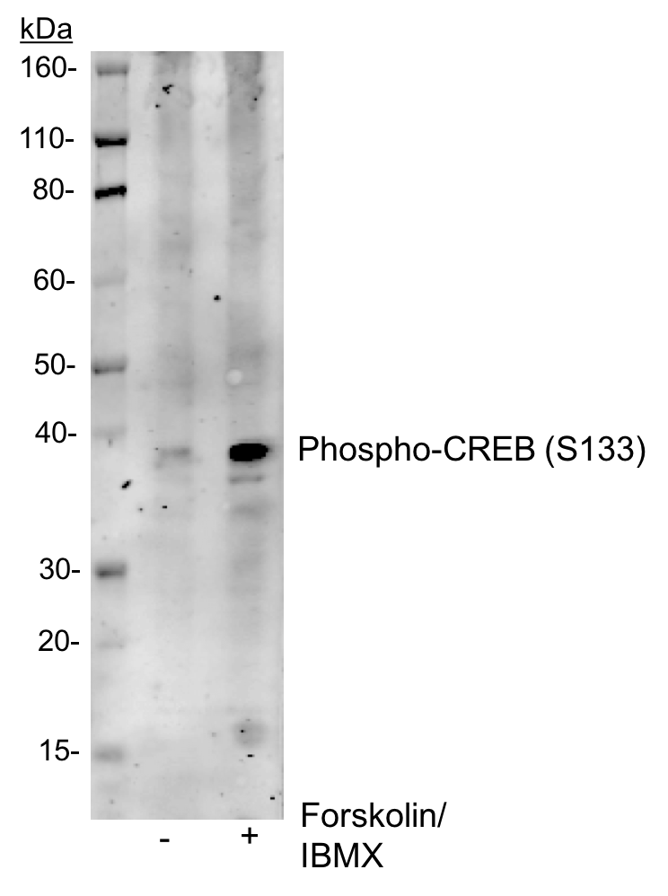 Cell Culture Products