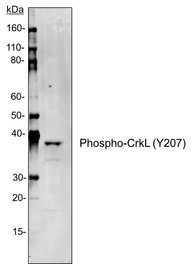 Cell Culture Products