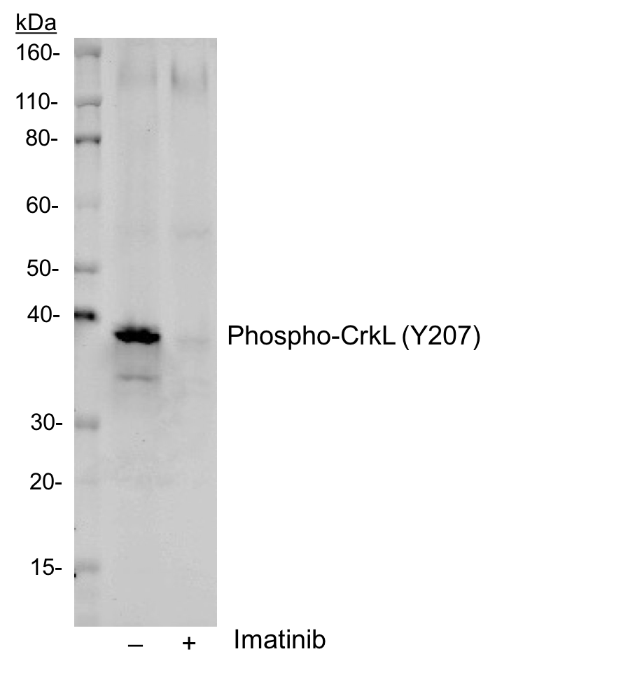 Cell Culture Products