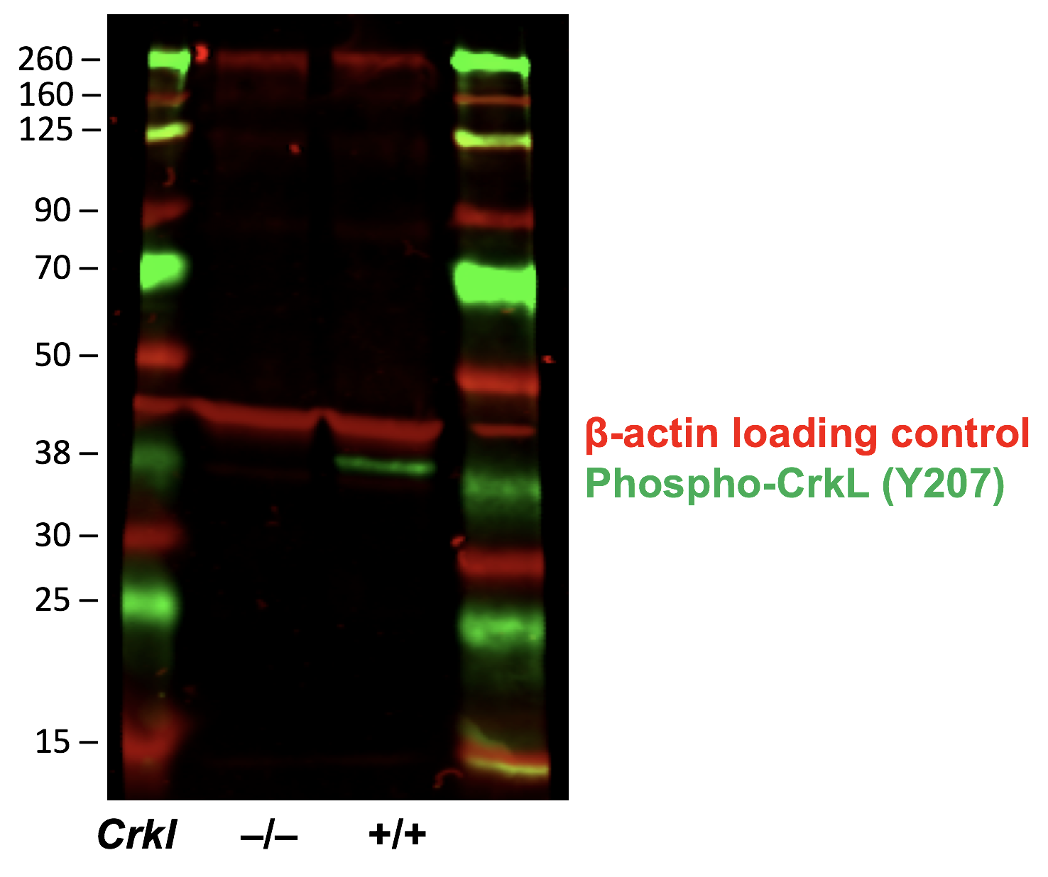 Cell Culture Products