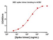   Concentration–response curves for binding of CoV2 spike protein to human ACE2 in cell-free ELISA-type assays. Microtiter wells were coated with 100 uL of ACE2-Fc at 2 ug/mL in PBS at 4˚C overnight. The wells were washed with PBS and blocked with 200 µL 