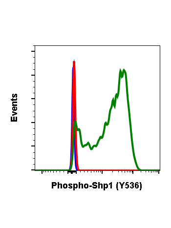 Phospho-Shp1 (Tyr536) (2A7) rabbit mAb