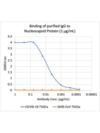 Microtiter wells were coated with SARS-CoV-2 (COVID-19) Nucleocapsid Protein (NP) and SARS-CoV NP at 1 ug/mL. Purified rabbit monoclonal antibody 75G5a (Cat# 2481) was serially diluted 1:2 starting at 1 ug/mL, and shows very strong and specific binding to