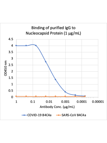 Microtiter wells were coated with SARS-CoV-2 (COVID-19) Nucleocapsid Protein (NP) and SARS-CoV NP at 1 ug/mL. Purified rabbit monoclonal antibody 84C4a (Cat# 2486) was serially diluted 1:2 starting at 1 ug/mL, and shows very strong and specific binding to