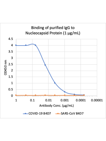 Microtiter wells were coated with SARS-CoV-2 (COVID-19) Nucleocapsid Protein (NP) and SARS-CoV NP at 1 ug/mL. Purified rabbit monoclonal antibody 84D7 (Cat# 2491) was serially diluted 1:2 starting at 1 ug/mL, and shows very strong and specific binding to 
