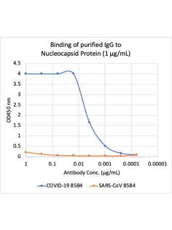 Microtiter wells were coated with SARS-CoV-2 (COVID-19) Nucleocapsid Protein (NP) and SARS-CoV NP at 1 ug/mL. Purified rabbit monoclonal antibody 85B4 (Cat# 2511) was serially diluted 1:2 starting at 1 ug/mL, and shows very strong and specific binding to 