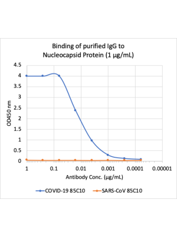 Microtiter wells were coated with SARS-CoV-2 (COVID-19) Nucleocapsid Protein (NP) and SARS-CoV NP at 1 ug/mL. Purified rabbit monoclonal antibody 85C10 (Cat# 2506) was serially diluted 1:2 starting at 1 ug/mL, and shows very strong and specific binding to