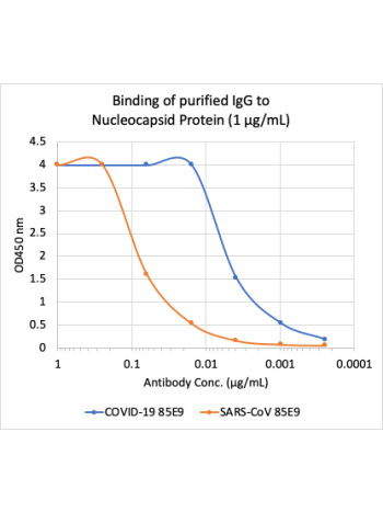 Microtiter wells were coated with SARS-CoV-2 (COVID-19) Nucleocapsid Protein (NP) and SARS-CoV NP at 1 ug/mL. Purified rabbit monoclonal antibody 85E9 (Cat# 2516) was serially diluted 1:2 starting at 1 ug/mL. Rabbit monoclonal antibody 85E9 shows very str