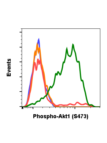 Flow cytometric analysis of C2C12 cells secondary antibody only negative control (blue) or 0.1 µg/mL of isotype control Cat. #2141 (orange) or untreated (red) or treated with staurosporine (green) using Phospho-Akt (Ser473) antibody AktS473-C7 at 0.1 µg/m