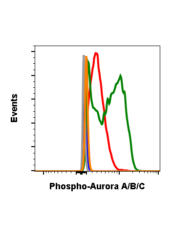 Phospho-Aurora A (Thr288)/Aurora B (Thr232)/Aurora C (Thr198) (CC12) rabbit mAb