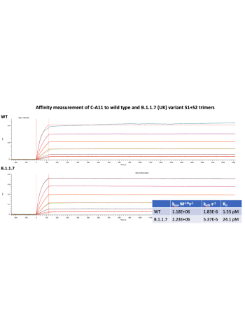 Affinity assessment of SARS-CoV-2 C-A11 IgG to wild type and B.1.1.7 (UK) S1+S2 trimers. C-A11 possesses very low (pM) KD affinity to both variants.