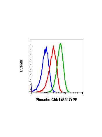 Phospho-Chk1 (Ser317) (F10) rabbit mAb PE conjugate