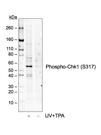 Phospho-Chk1 (Ser317) (G1) rabbit mAb