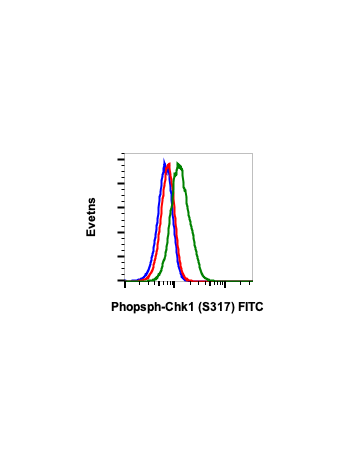 Phospho-Chk1 (Ser317) (F10) rabbit mAb FITC conjugate