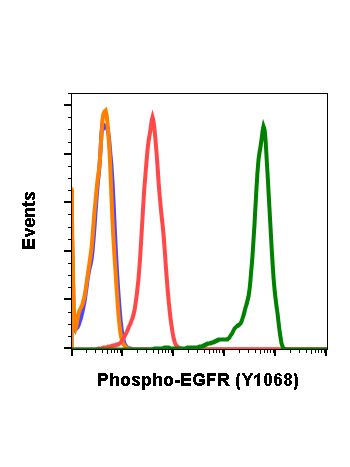 Flow cytometric analysis of C6 cells secondary antibody only (blue) treated with imatinib (grey) with 0.1 µg/mL of isotype control Cat. #2141 or imatinib (red) or pervanadate (green) using 0.1 µg/mL of Phospho-EGFR (Tyr1068) antibody EGFRY1068-E5 (green) 