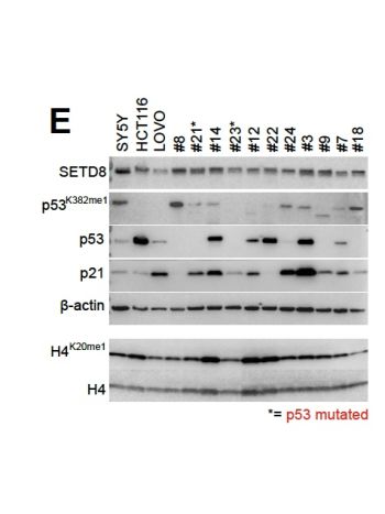 p53-K382 monomethylated (R4BA1) rabbit mAb