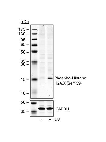Western blot analysis of 293T cell extract untreated or treated with UV using 0.05 ug/mL Phospho-Histone H2A.X(Ser139) antibody HisH2AXS139-1B3. Cat. #2196 (Upper), or GAPDH (CST#5174) (Lower)