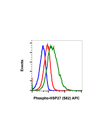 Phospho-HSP27 (Ser82) (CB2) rabbit mAb APC conjugate