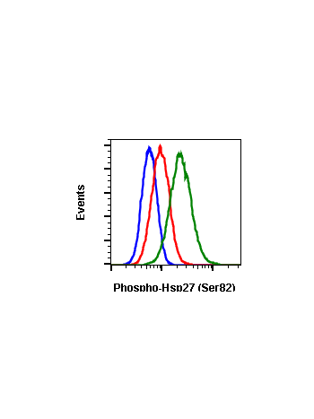 Phospho-HSP27 (Ser82) (CB2) rabbit mAb