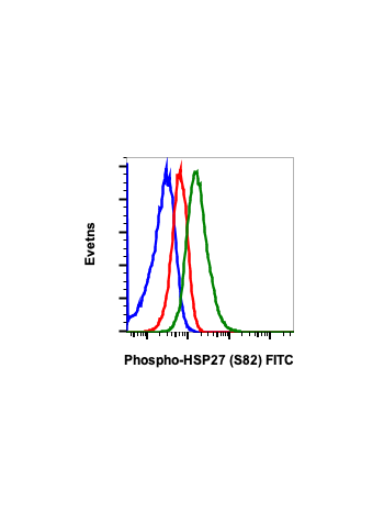 Phospho-HSP27 (Ser82) (CB2) rabbit mAb FITC conjugate