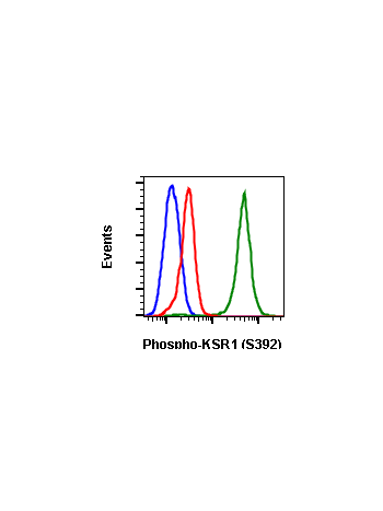 Phospho-KSR1 (Ser392) (3A4) rabbit mAb