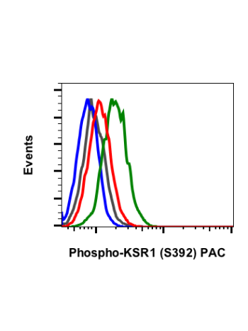 Phospho-KSR1 (Ser392) (3A4) rabbit mAb APC conjugate