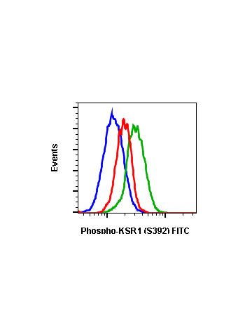Phospho-KSR1 (Ser392) (3A4) rabbit mAb FITC conjugate